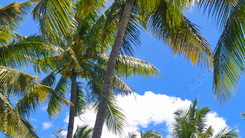 Palm trees under the blue sky on a tropical island