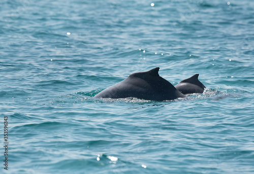A pair of Dolphin swimming