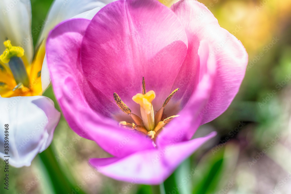 opened tulip flower in green blurred image opened tulip flower in green blurred image