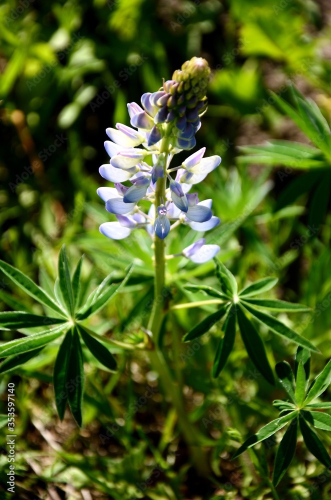  close up blue large aconite flower, Wolf's bane that grows in the meadow. copy space. beautiful blurred floral background.