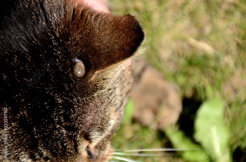 blood-soaked tick clung to the head of a domestic cat and drank blood, thread carrier of disease