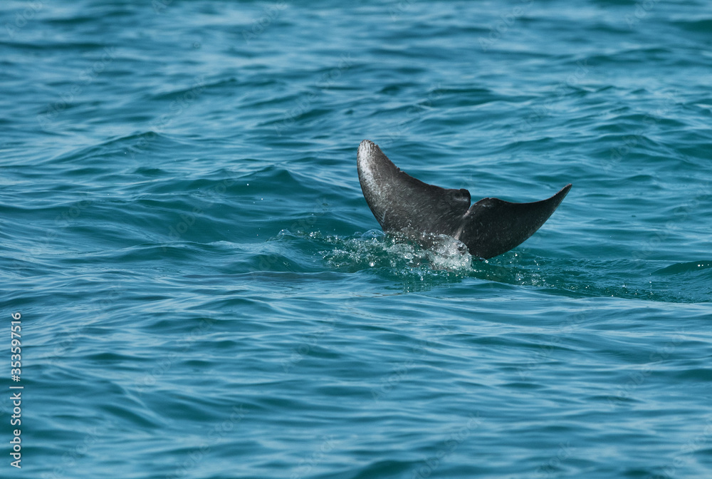 Fototapeta premium Dolphin diving inside water with tail up