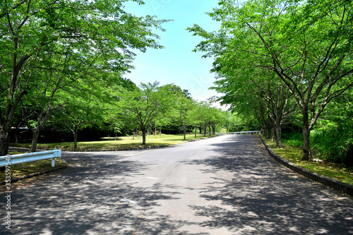 緑鮮やかな遊歩道