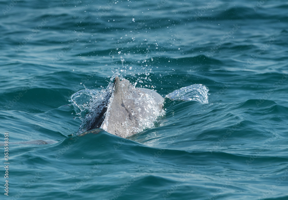 Naklejka premium Dolphine emerging out of water with splash of water