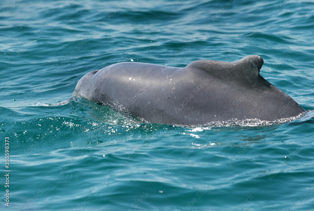 Obraz premium Massive Dolphin emerging from water