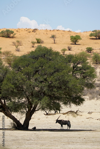Gemsbok or oryx standing in shade of thorn tree,Kalahari Desert,South Africa
