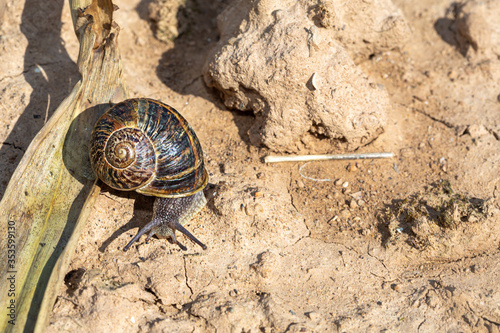 Common Garden Snail, Emerging From Shell On A Sunny Spring Day