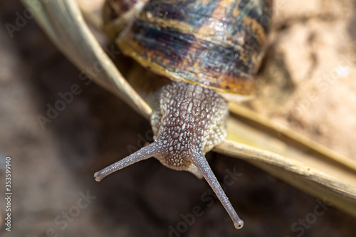 Common Garden Snail, Emerging From Shell On A Sunny Spring Day