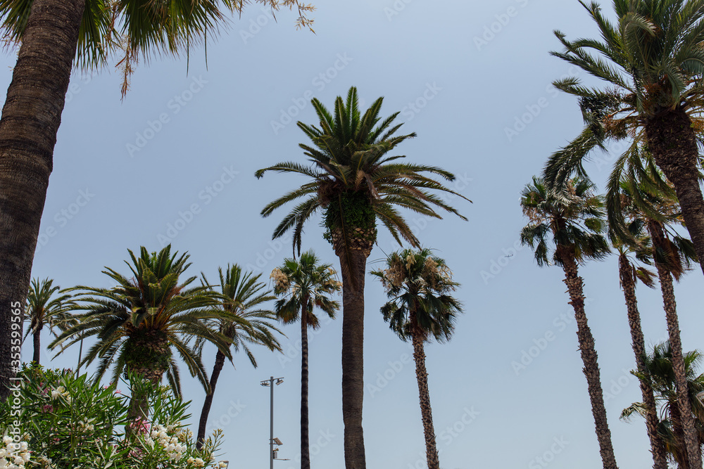Obraz premium Low angle view of blooming plant and palm trees with blue sky at background