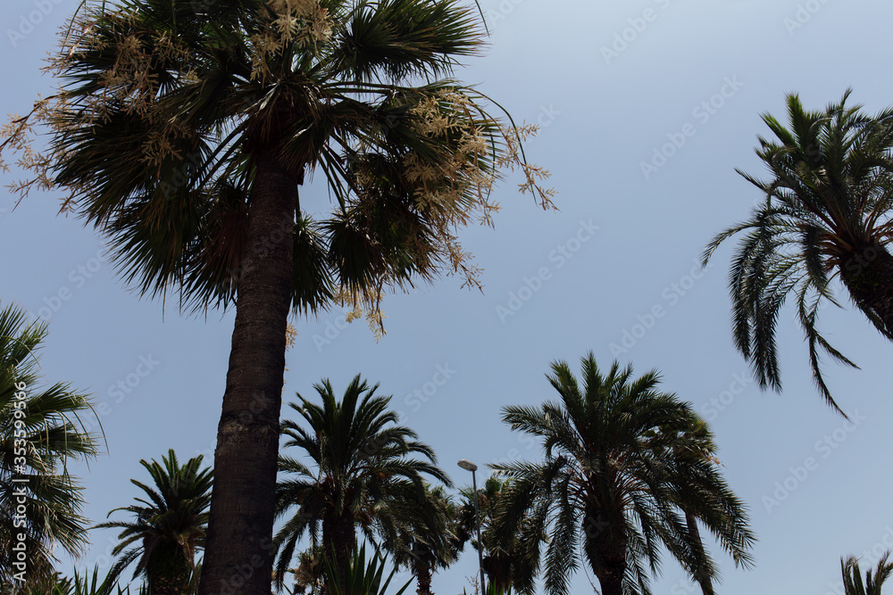 Fototapeta premium Low angle view of palm trees with blue sky at background