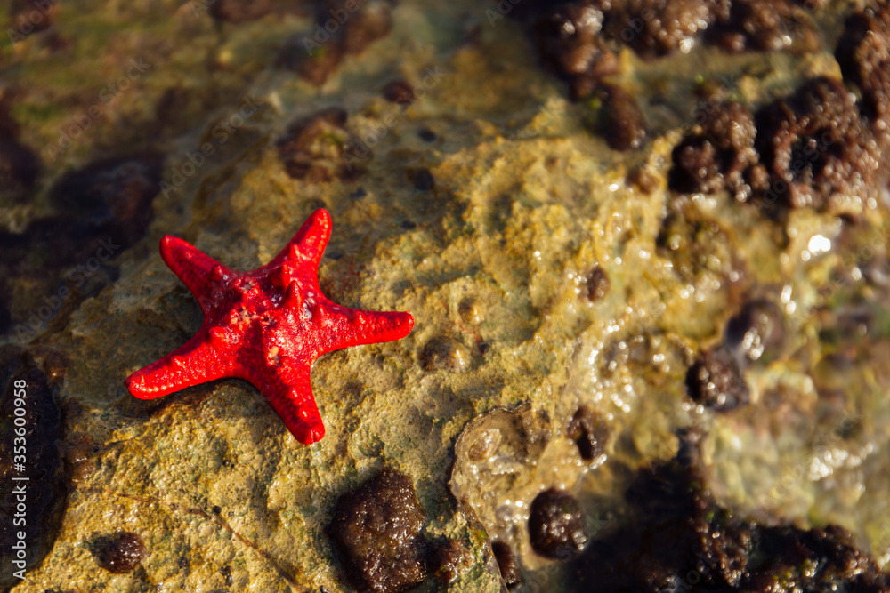Close up view of red starfish on wet textured stone Close up view of red starfish on wet textured stone