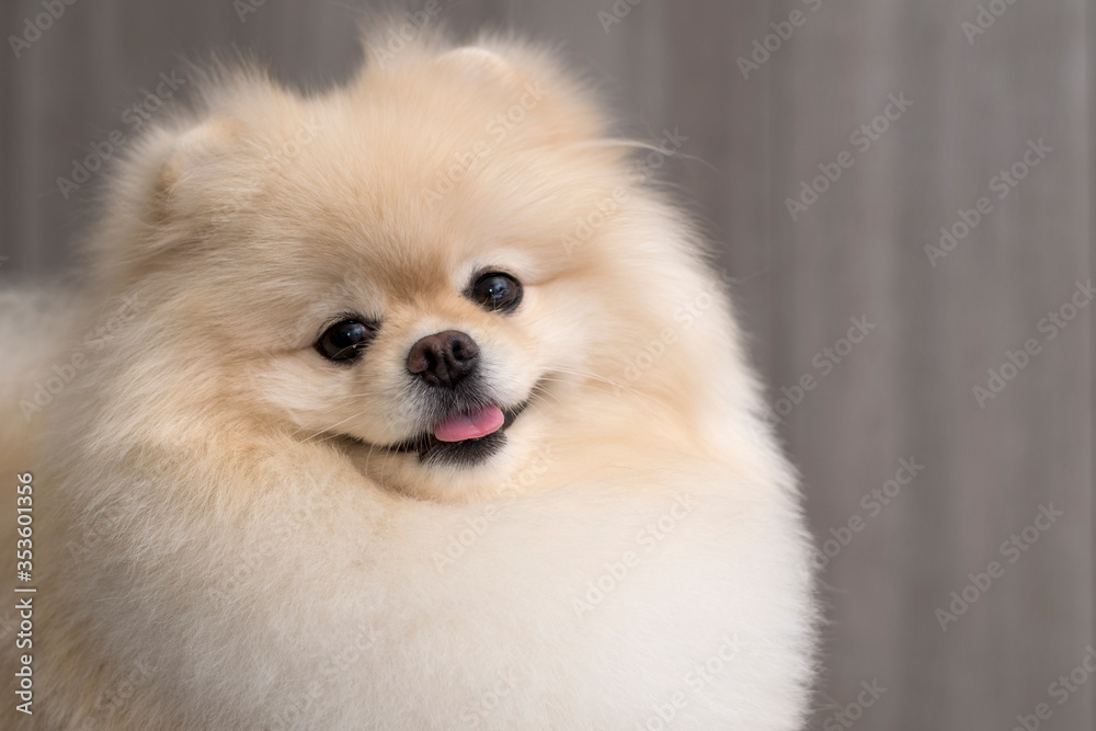 Purebred Pomeranian dog portrait Purebred Pomeranian dog portrait