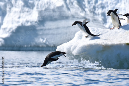 Adelie penguins diving into the water (Hope Bay, Antarctica)