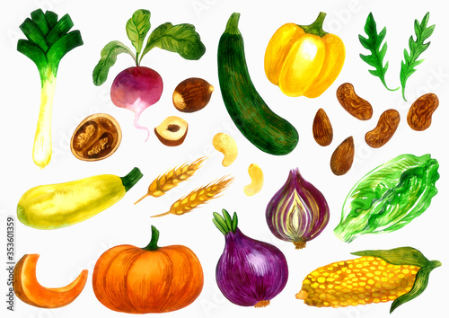 Healthy Vegetables big collection nr2 - zucchini, raddish, onion, salad, corn, nuts, pumpkin etc. Watercolor isolated elements on white background. Hand painted illustration