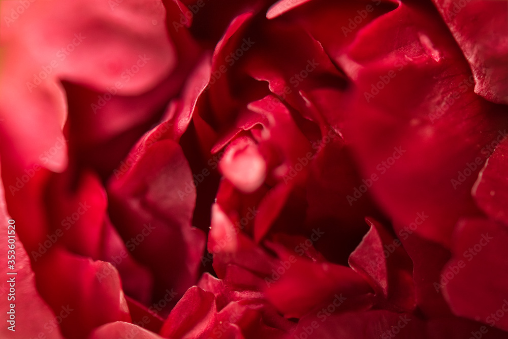 Abstract floral background. Graphic resource. Macro closeup of red burgundy peony petals Abstract floral background. Graphic resource. Macro closeup of red burgundy peony petals