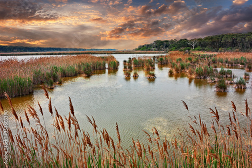 Ravenna, Emilia-Romagna, Italy: landscape at sunset of the swamp in the nature reserve Po Delta Park on the Adriatic sea coast photo