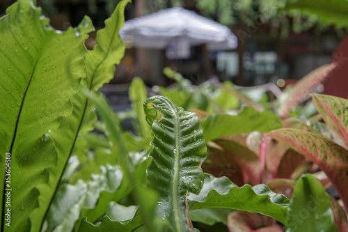 Wet green leaf in the garden