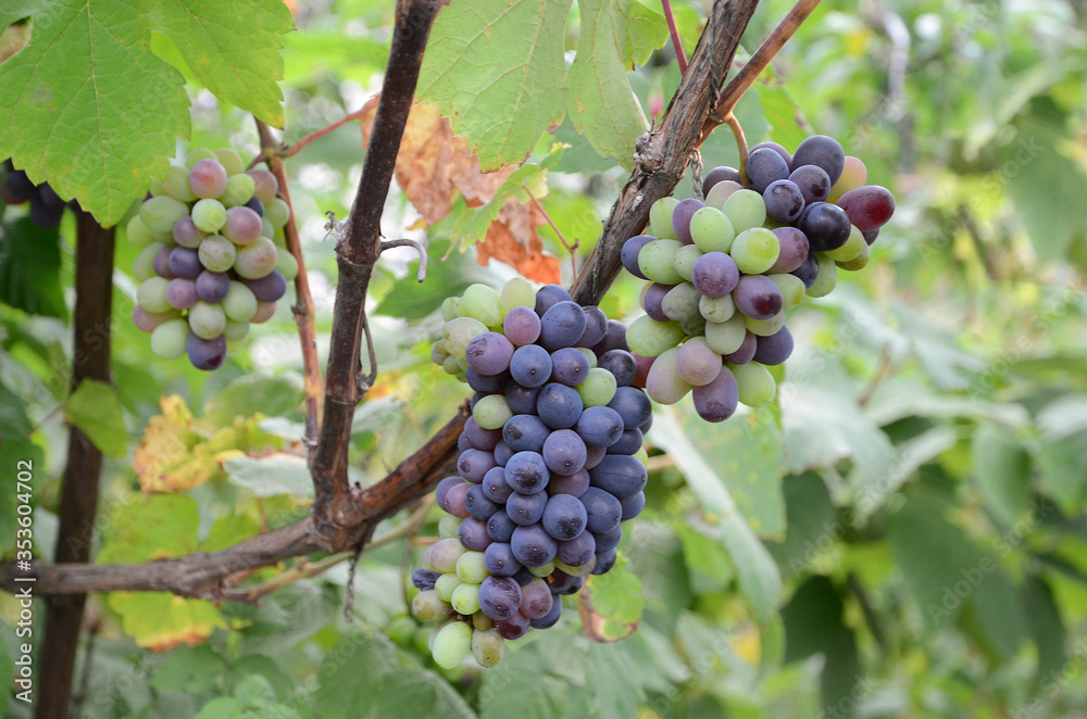 Purple red grapes with green leaves