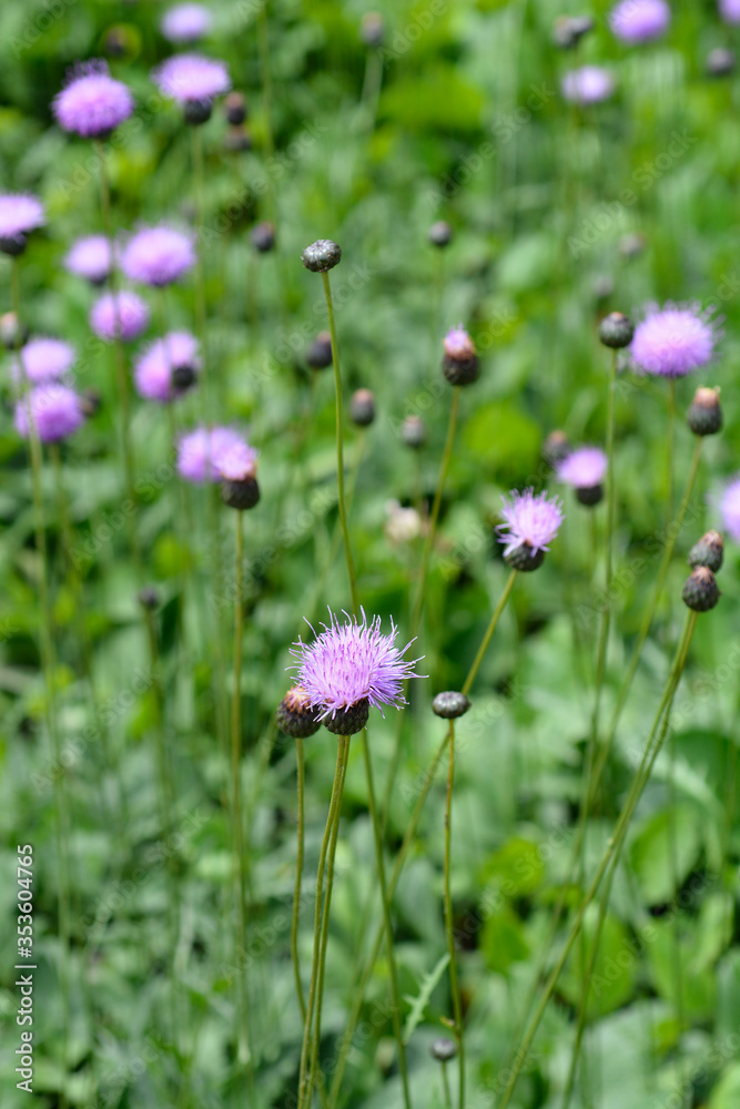 Single-flowered sawwort Single-flowered sawwort