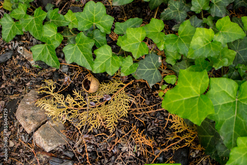 Quadro em tela ivy creeping on the ground with branches