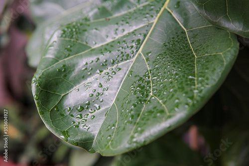 Wet green leaf in the garden