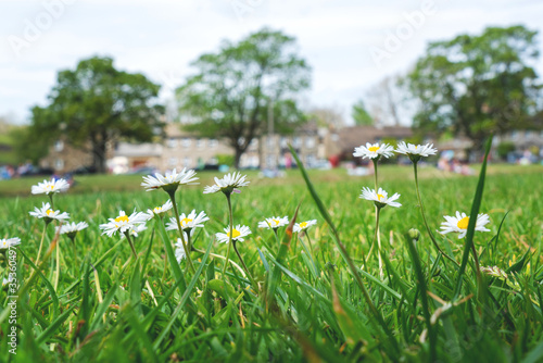 Low down view of  the Common Daisy or Bellis perennis in the village of Burnsall, Yorkshire Dales,UK photo