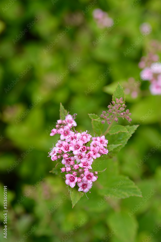 Dwarf Japanese meadowsweet