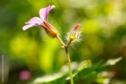 Herb robert Gernium robertinumhas pink blossom close up. It been used in the folk medicine, as a treatment for diarrhea, to improve functioning of the liver and gallbladder, for toothache, nosebleeds