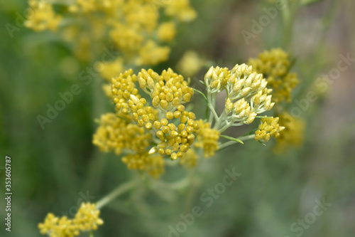 Italian everlasting flowers