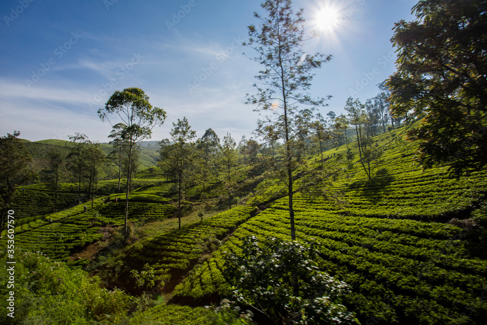green tea plantation of sri lanka