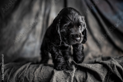Plakat black cocker spaniel