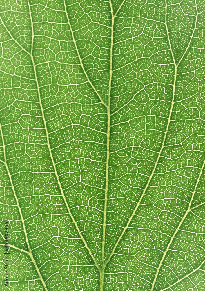 portion green plant with vegetable leaf netted veins pattern paper background portion green plant with vegetable leaf netted veins pattern paper background