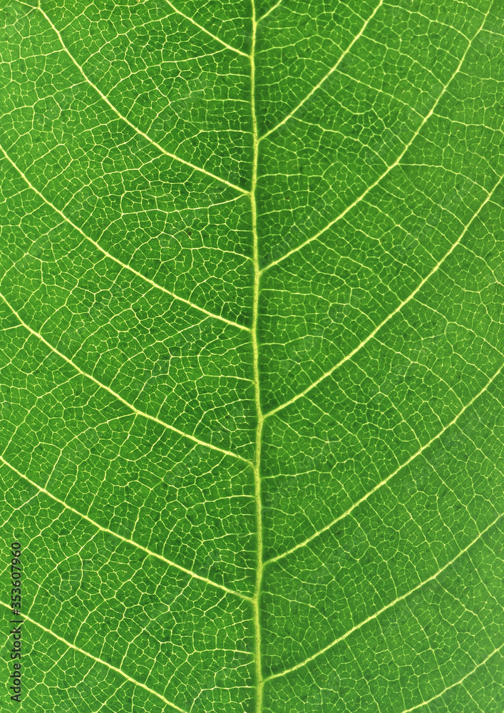 portion green plant with vegetable leaf netted veins pattern paper background portion green plant with vegetable leaf netted veins pattern paper background