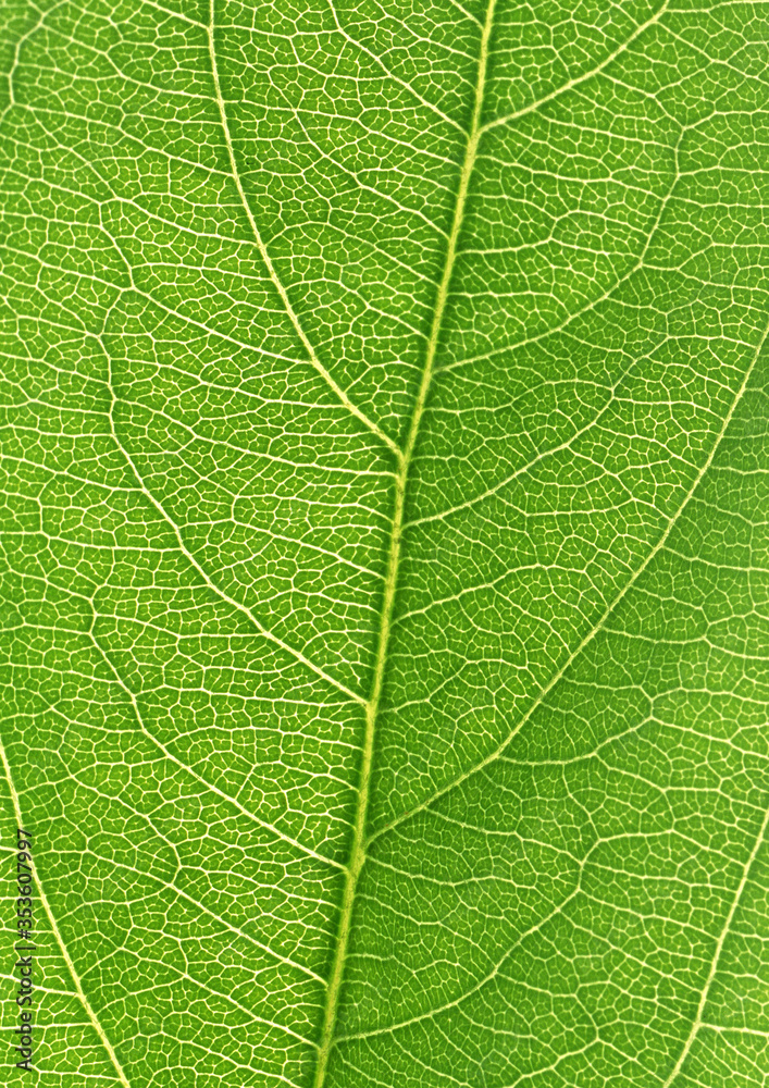 portion green plant with vegetable leaf netted veins pattern paper background portion green plant with vegetable leaf netted veins pattern paper background