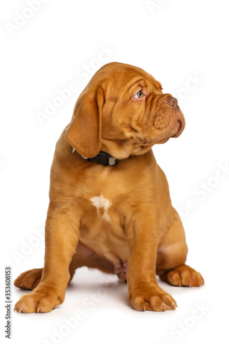 Puppy dog  isolated on white. Dogue de Bordeaux