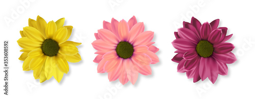 Fototapeta Naklejka Na Ścianę i Meble -  Realistic flowers, hello spring, colored flower set, isolated decoration spring plant, vector illustration