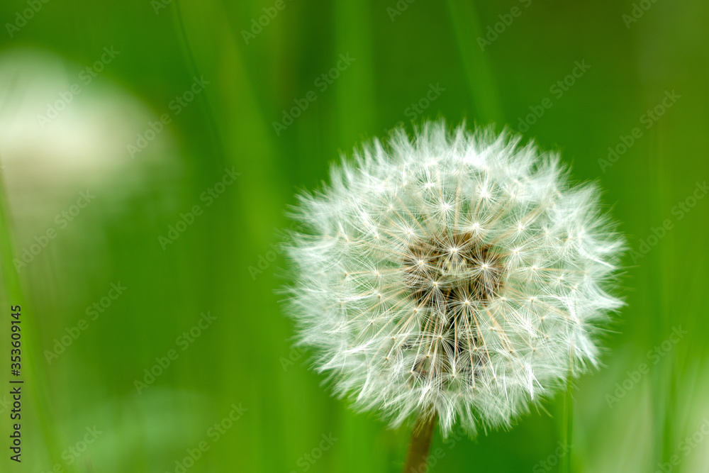 A Dandelion or Taraxacum seed head from the family Asteraceae, shot against a cloudy blue sky in the Yorkshire Dales, UK A Dandelion or Taraxacum seed head from the family Asteraceae, shot against a cloudy blue sky in the Yorkshire Dales, UK