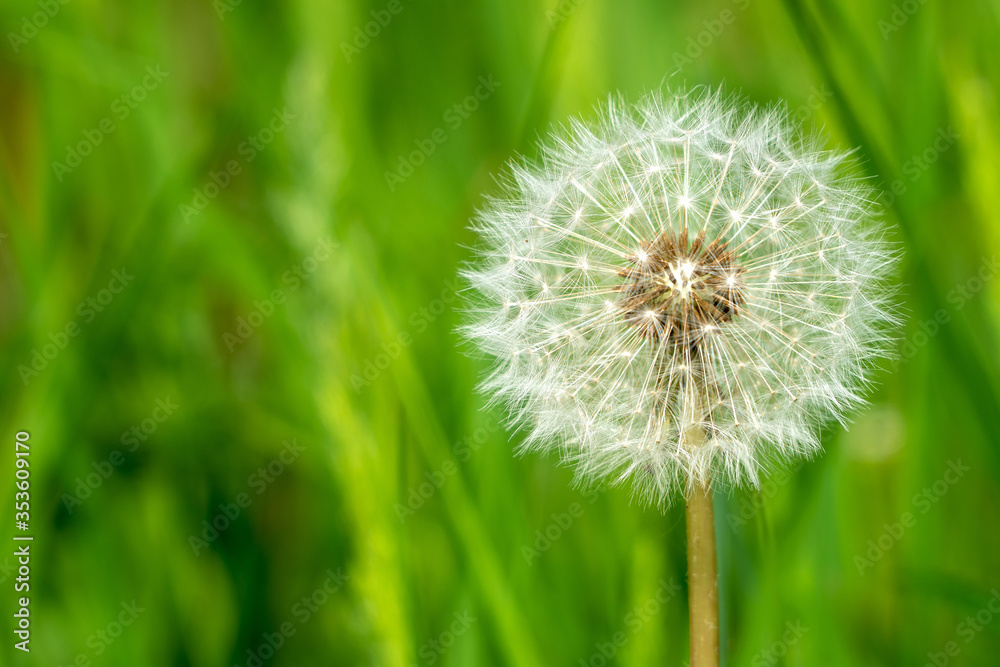 Fototapeta premium A Dandelion or Taraxacum seed head from the family Asteraceae, shot against a cloudy blue sky in the Yorkshire Dales, UK