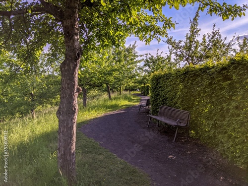 Foothpath and benches along a hedge and trees