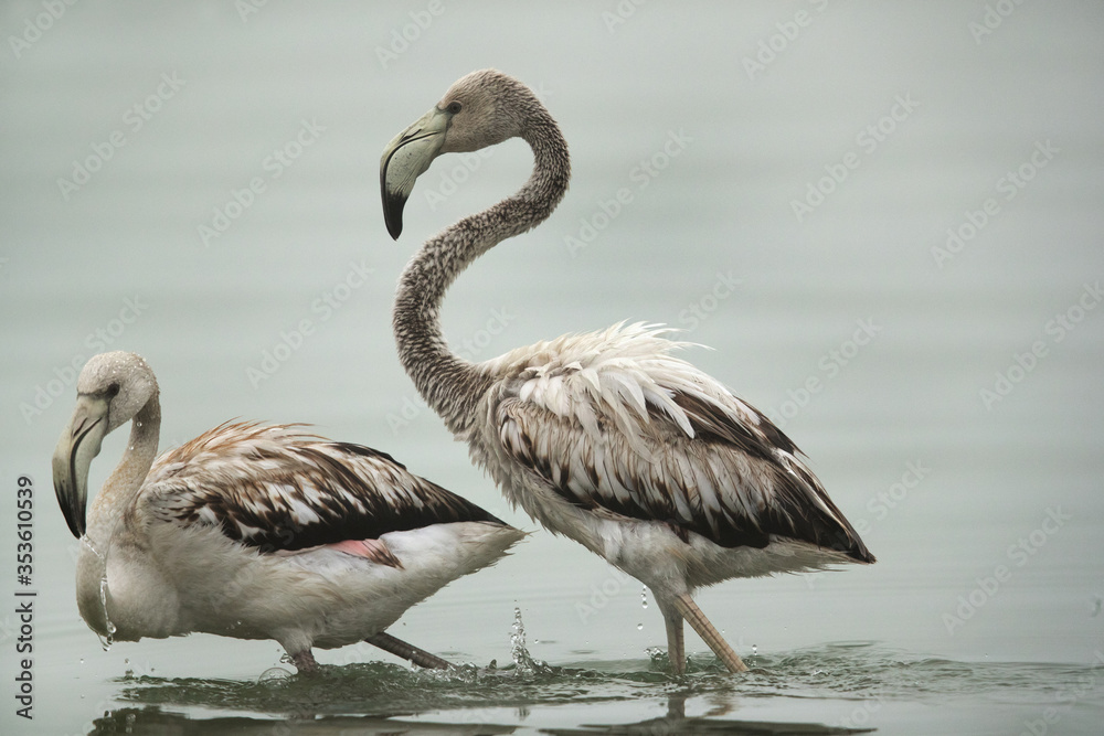 Obraz premium A Juvenile Greater Flamingo pushing the other