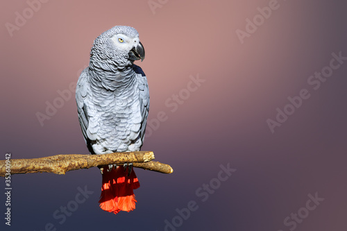 Congo African Grey parrot portrait isolated and perched with a blurred background. Psittacus erithacus
