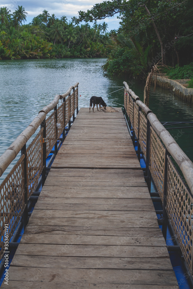 Dog stands in the end of a pier near to a river in Bohol, The Philippines
