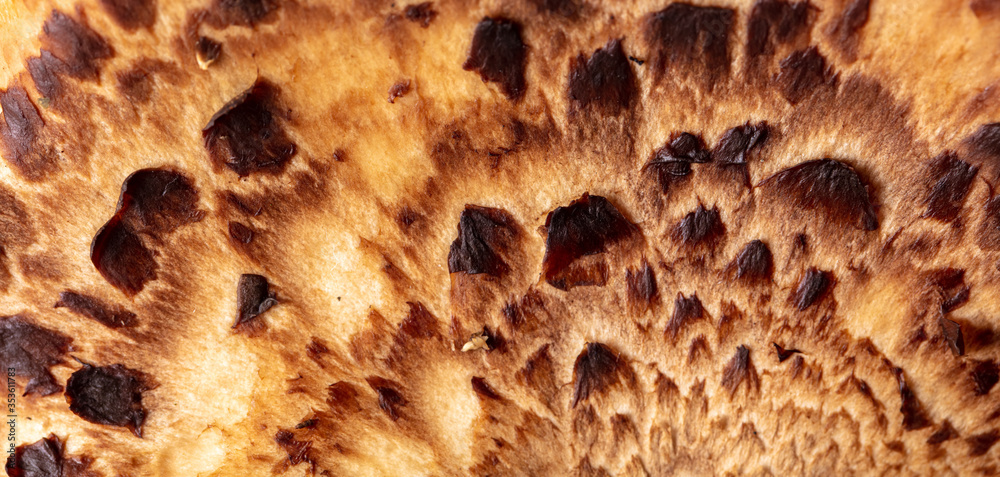 Mushroom scaly tinder fungus as background. Mushroom scaly tinder fungus as background.