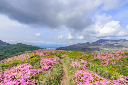 烏帽子岳から見たミヤマキリシマと阿蘇山 熊本県阿蘇市 Rhododendron kiusianum and Mt.Aso Seen from Mt. Eboshidake