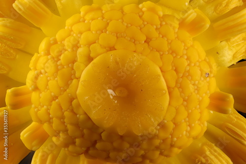 Yellow Water Lily  Nuphar lutea . Stamens Closeup