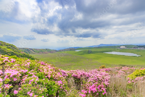 烏帽子岳から見たミヤマキリシマと草千里　熊本県阿蘇市　
Rhododendron kiusianum and Kusasenrigahama Seen from Mt. Eboshidake photo