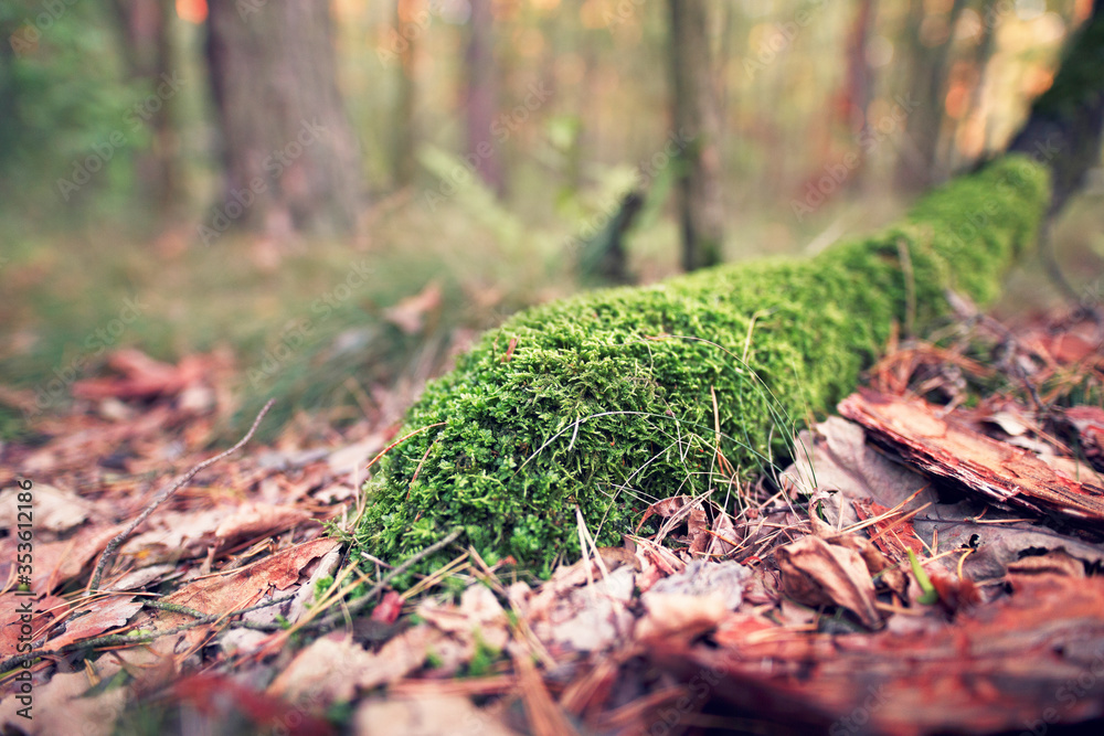 Moss growing in the forest. Close up macro shot of the moss and autumn leaves. Moss growing in the forest. Close up macro shot of the moss and autumn leaves.