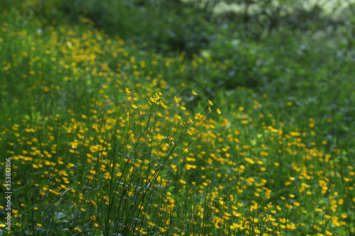 Fototapeta Naklejka Na Ścianę i Meble -  Wildflowers on a blurred green meadow background