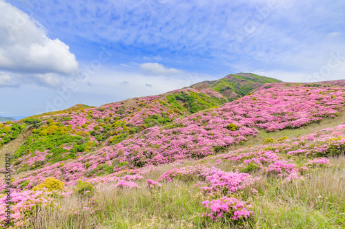ミヤマキリシマ 烏帽子岳 熊本県阿蘇市 Rhododendron kiusianum Mt. Eboshidake Kumamoto-ken Aso city