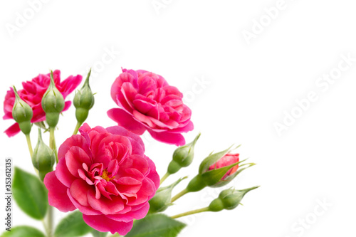 Bright pink rose flowers bouquet